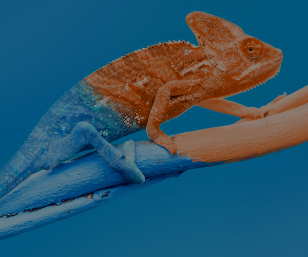 Krize jako zkouška adaptability